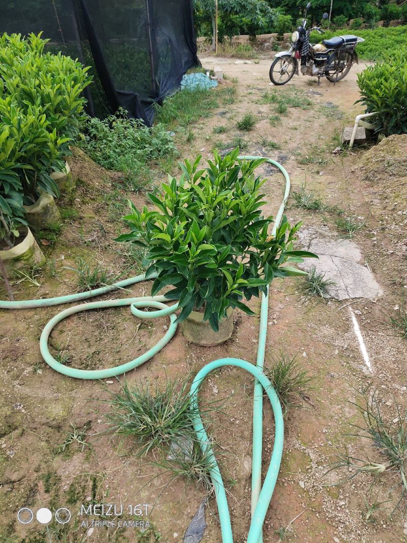非洲茉莉