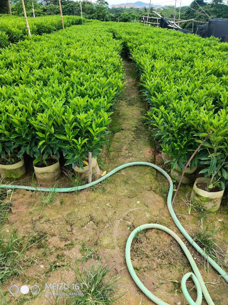 非洲茉莉