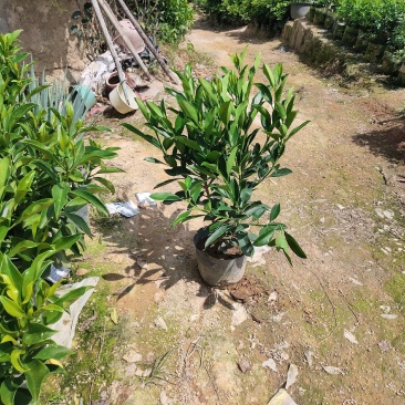 非洲茉莉