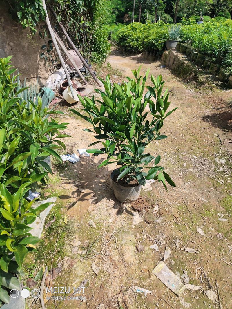 非洲茉莉