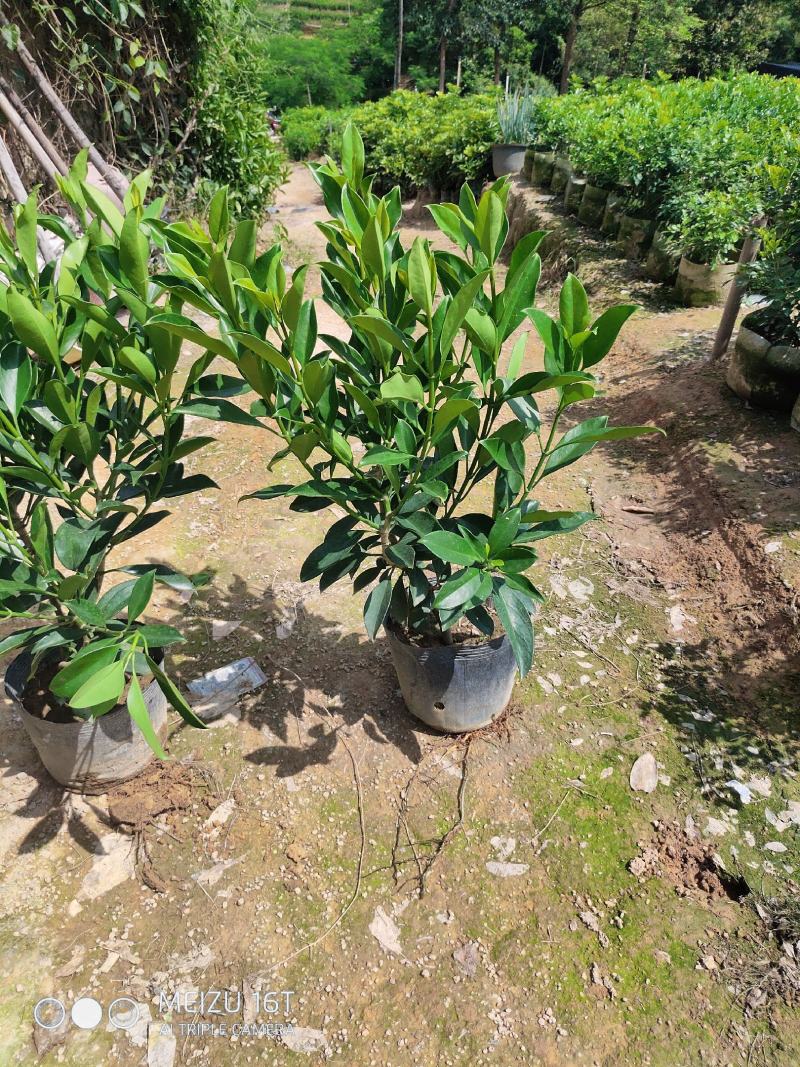 非洲茉莉