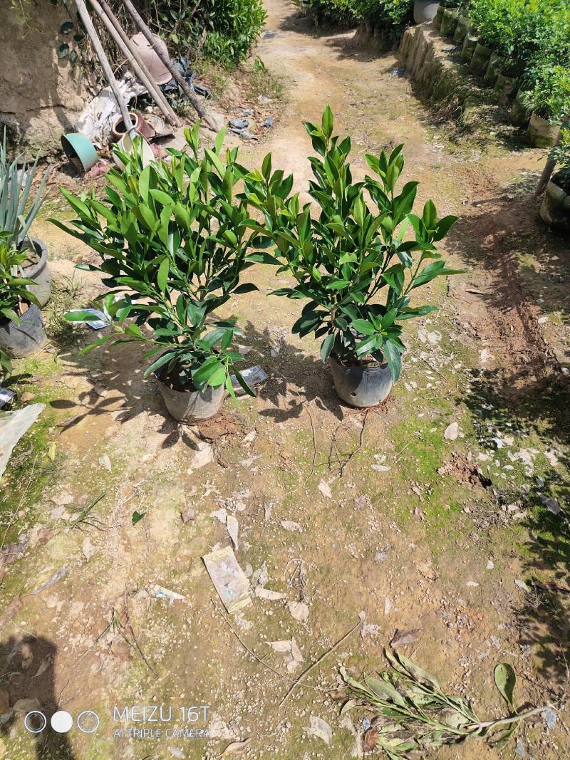 非洲茉莉