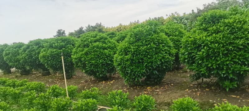 非洲茉莉