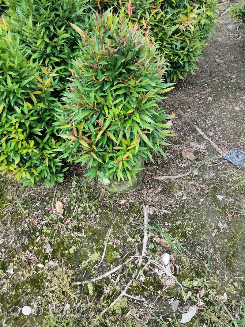 鸿运当头（红车）