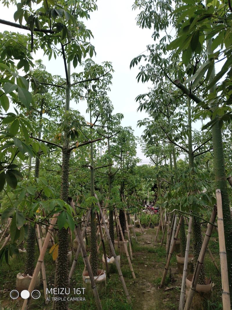 美人树