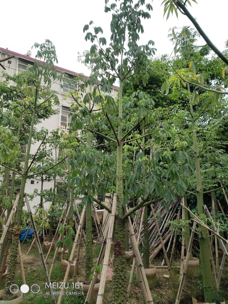美人树