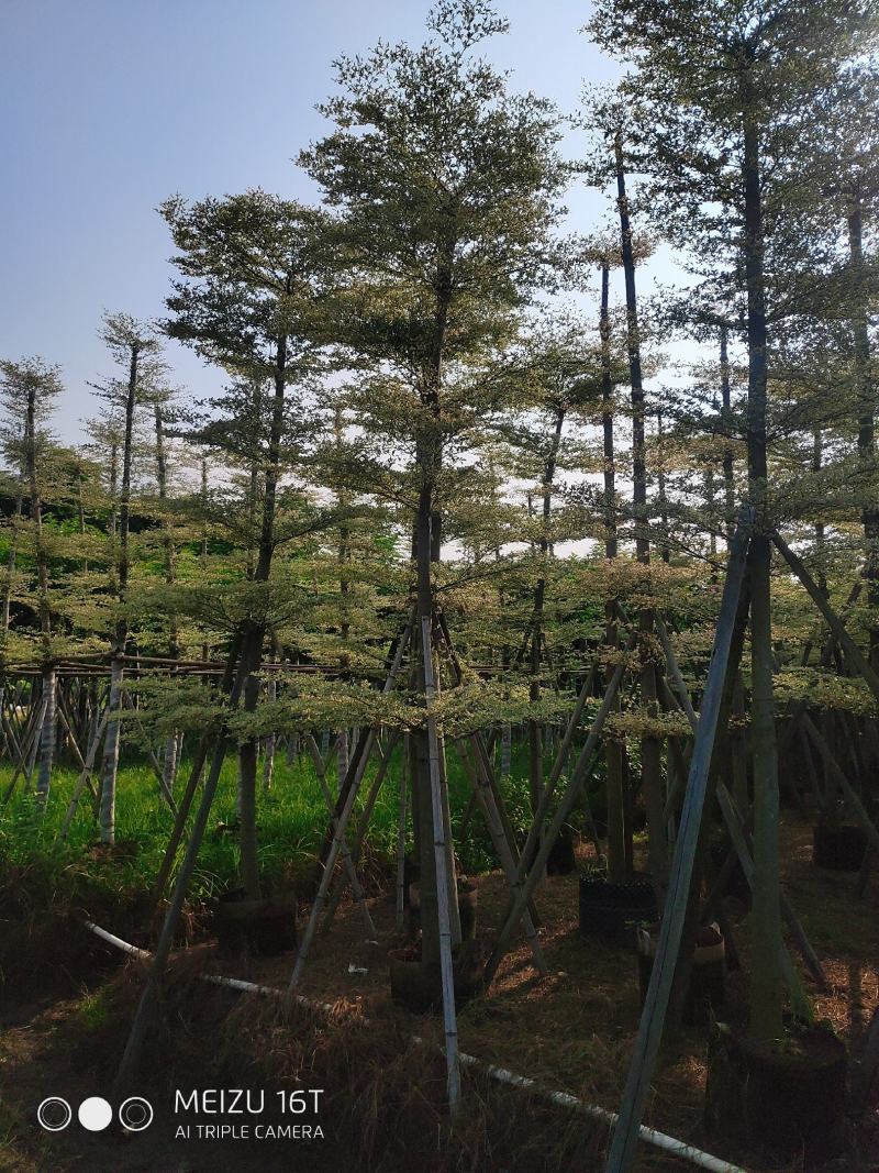 锦叶榄仁
