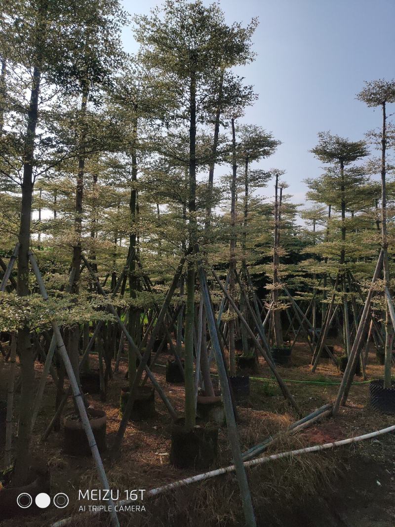 锦叶榄仁