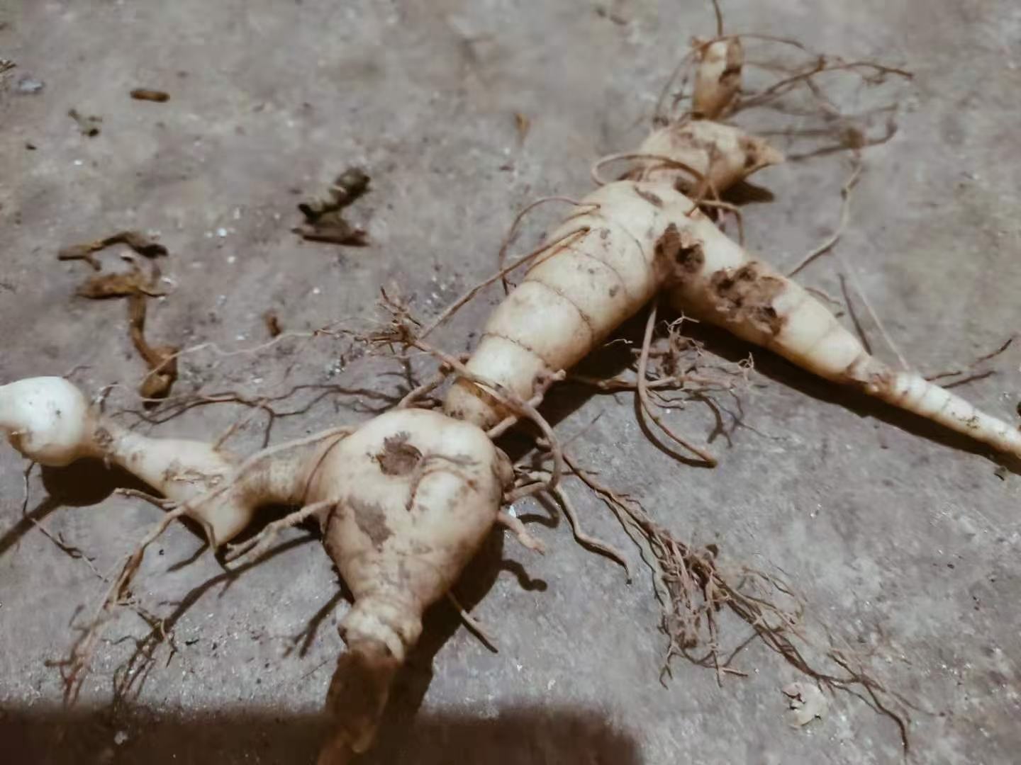 香芹根的根部特写