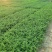 福建茶