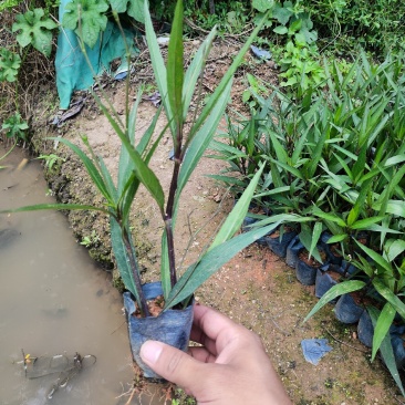 紫花翠芦莉