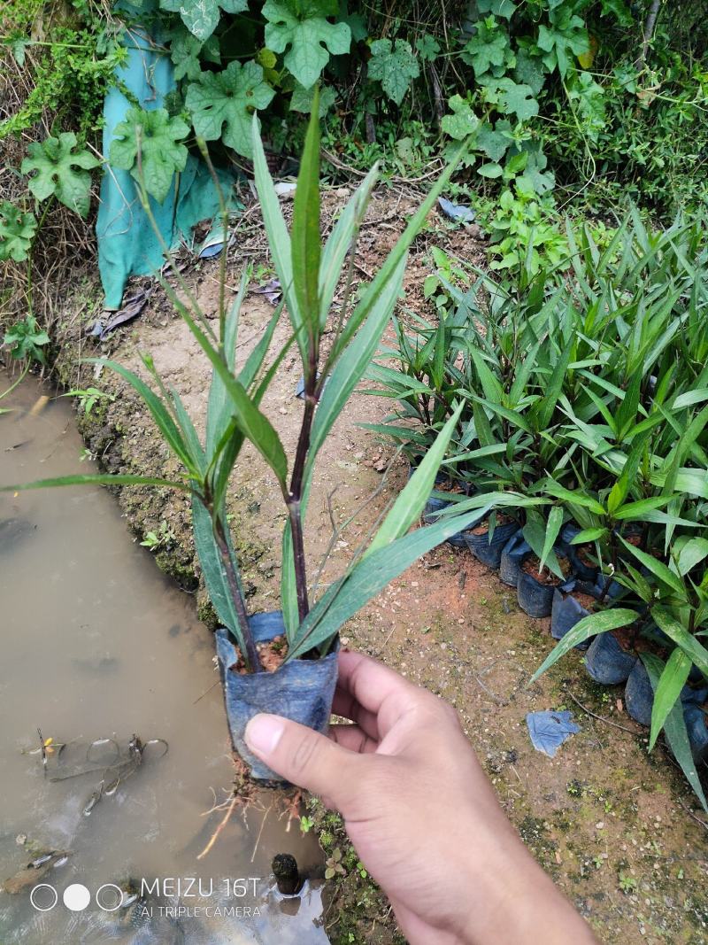 紫花翠芦莉