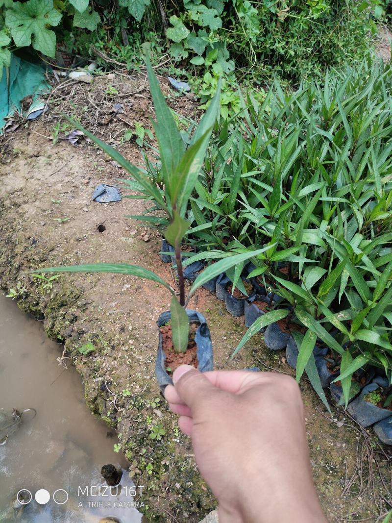 紫花翠芦莉
