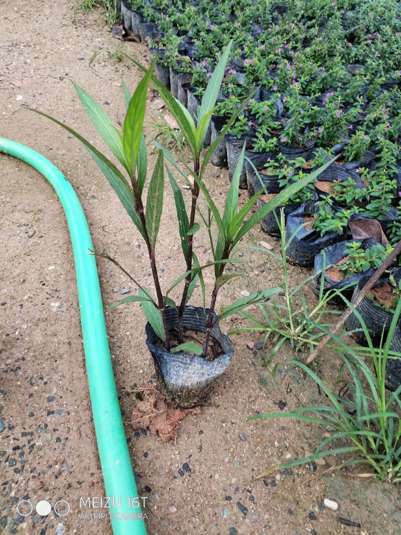 紫花翠芦莉