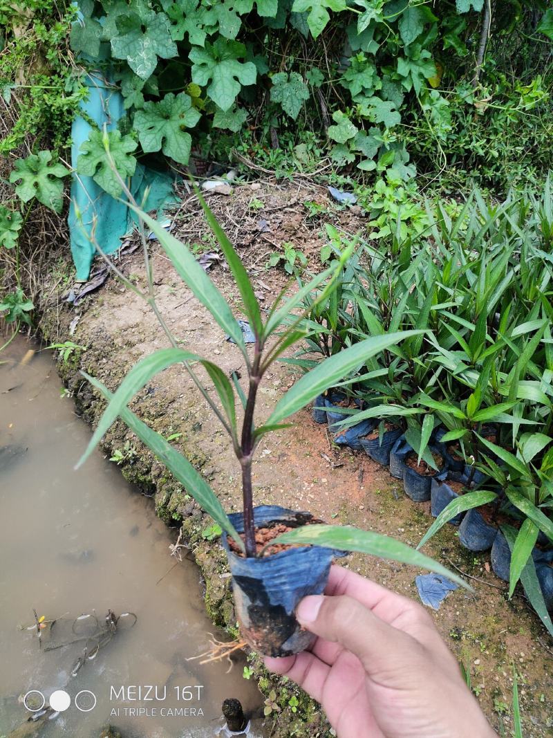 紫花翠芦莉