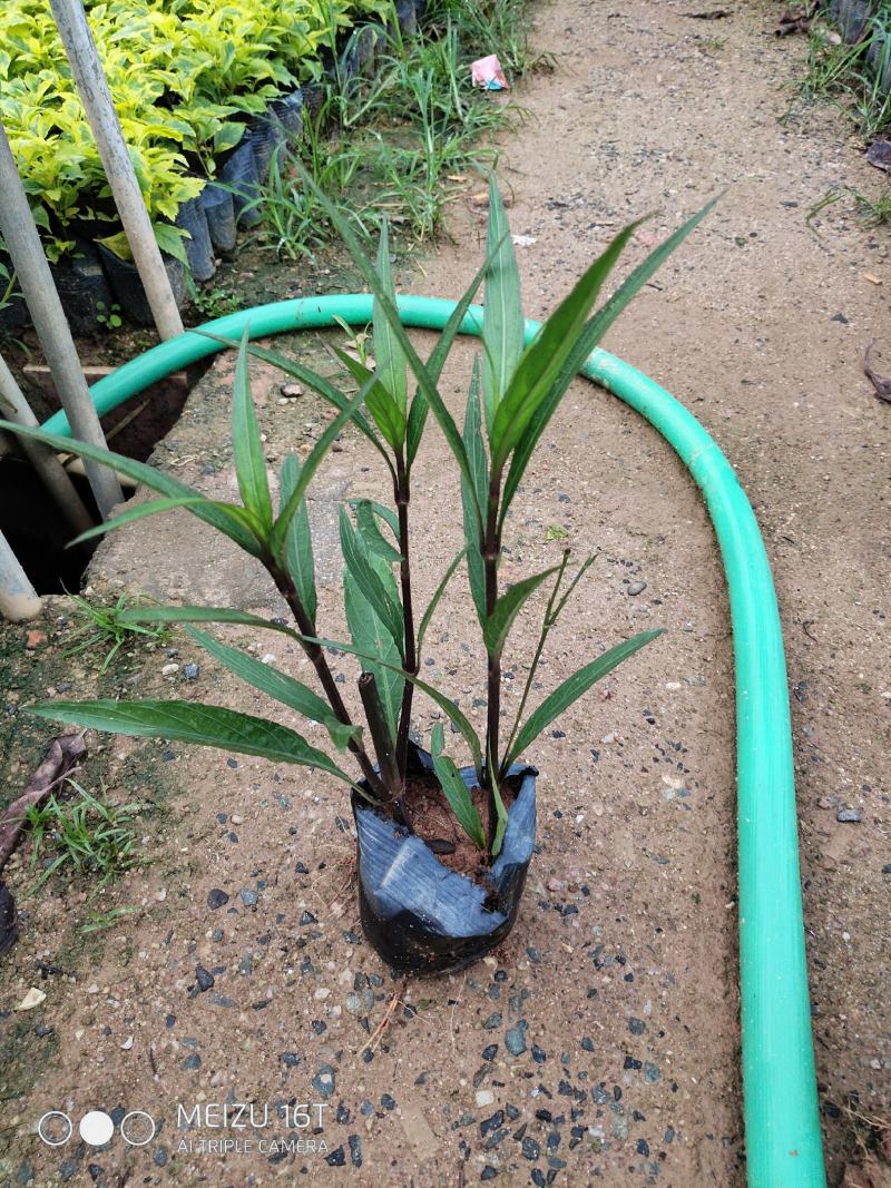 紫花翠芦莉