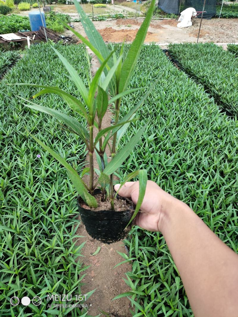 紫花翠芦莉