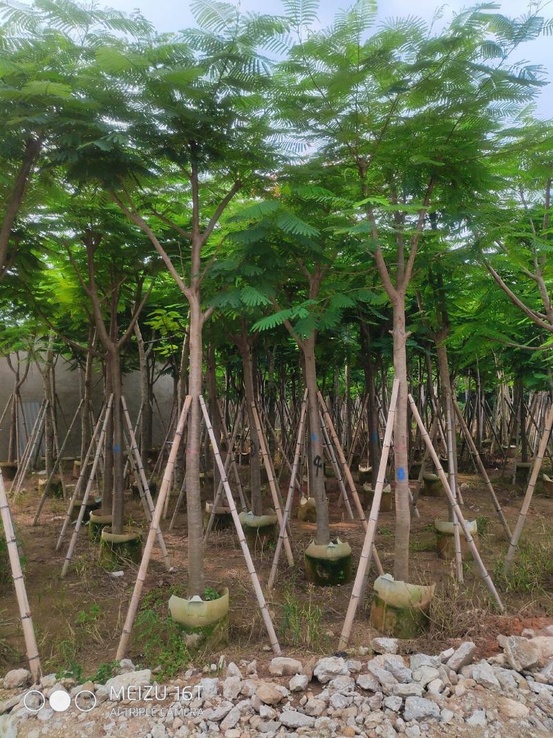凤凰木