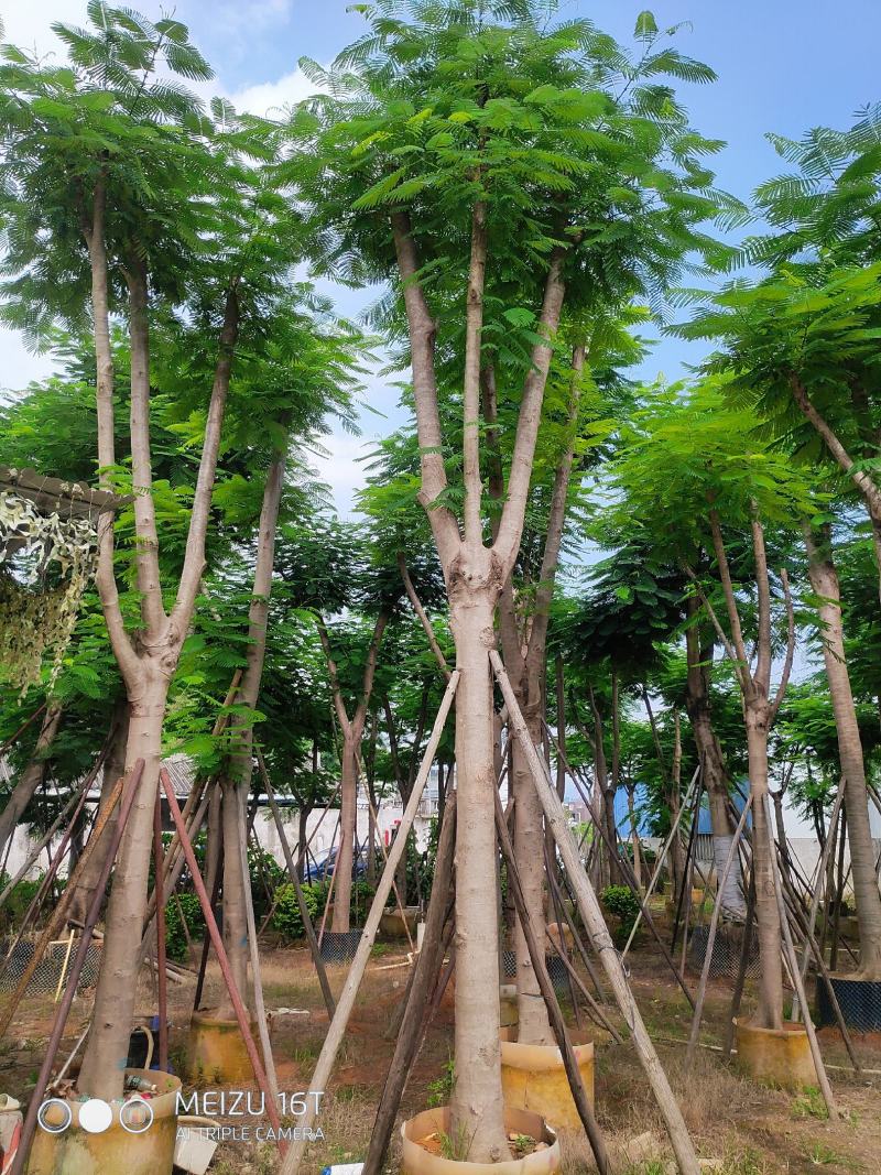 凤凰木