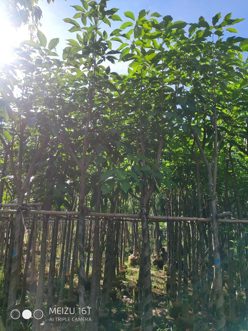 红花风铃木