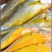 社区专用团购小黄鱼500克1斤10条-12条