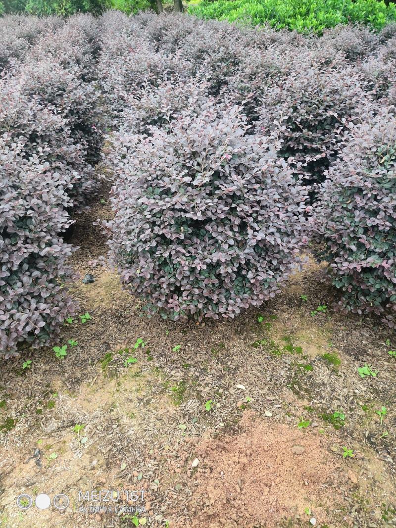 红继木球