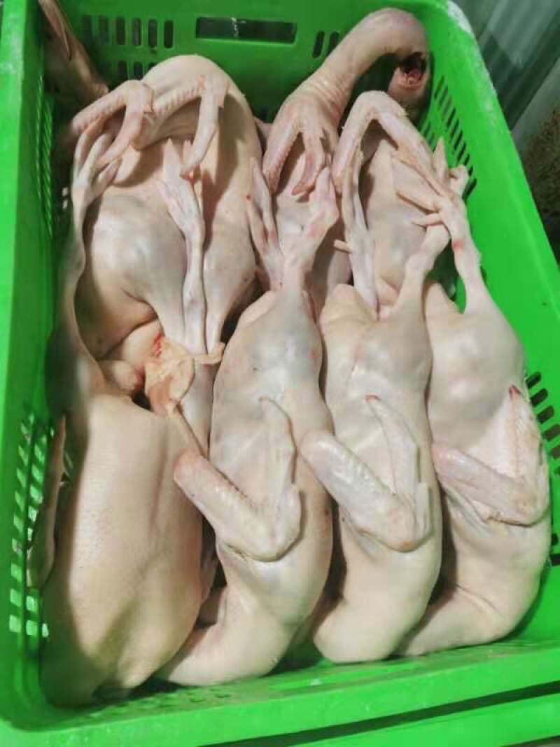 苏北麻鸭单个平均3.65斤货源充足