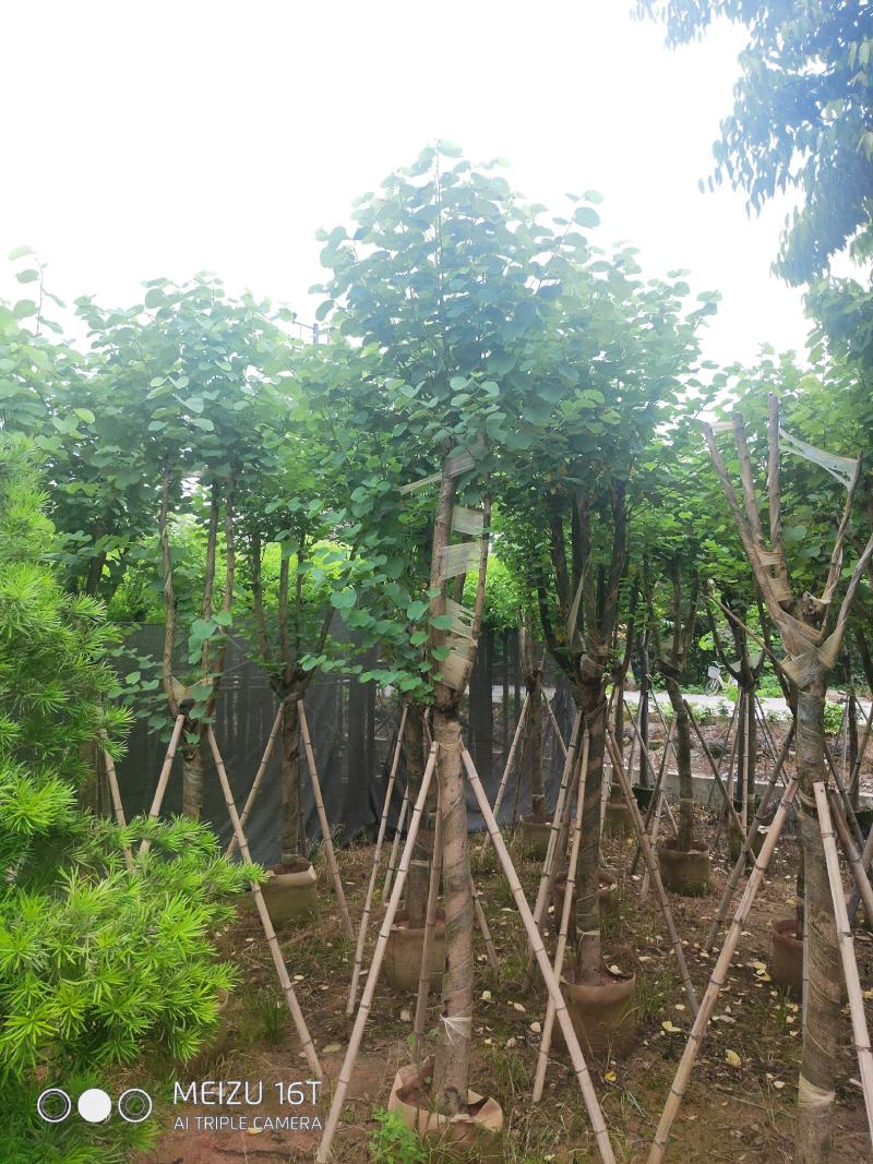 宫粉紫荆