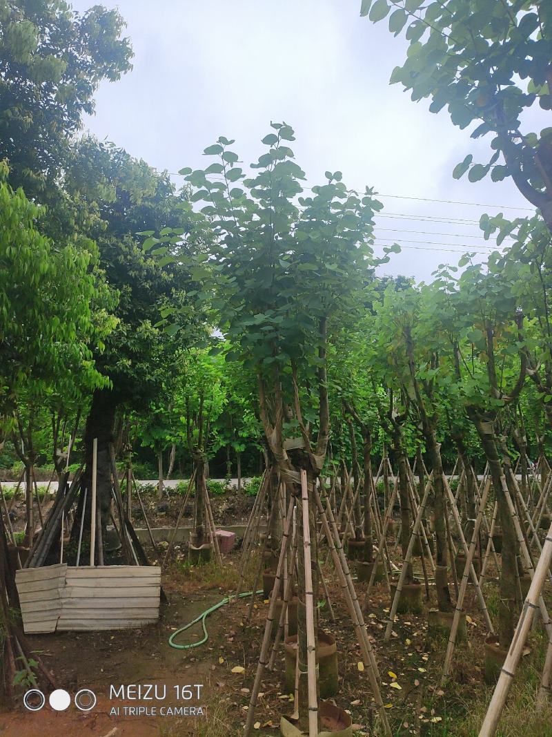 宫粉紫荆