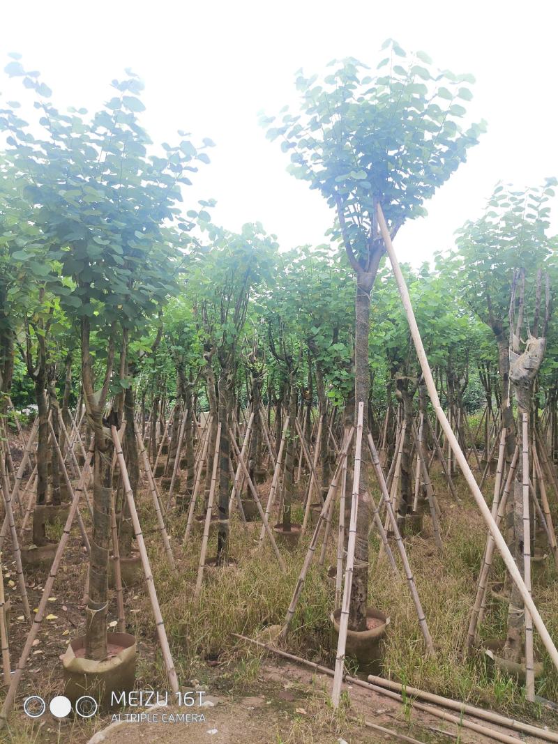 宫粉紫荆