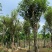 黄花风铃木