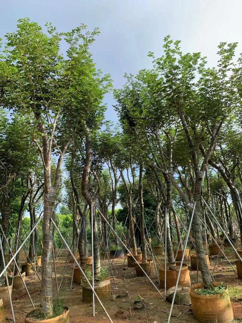 黄花风铃木