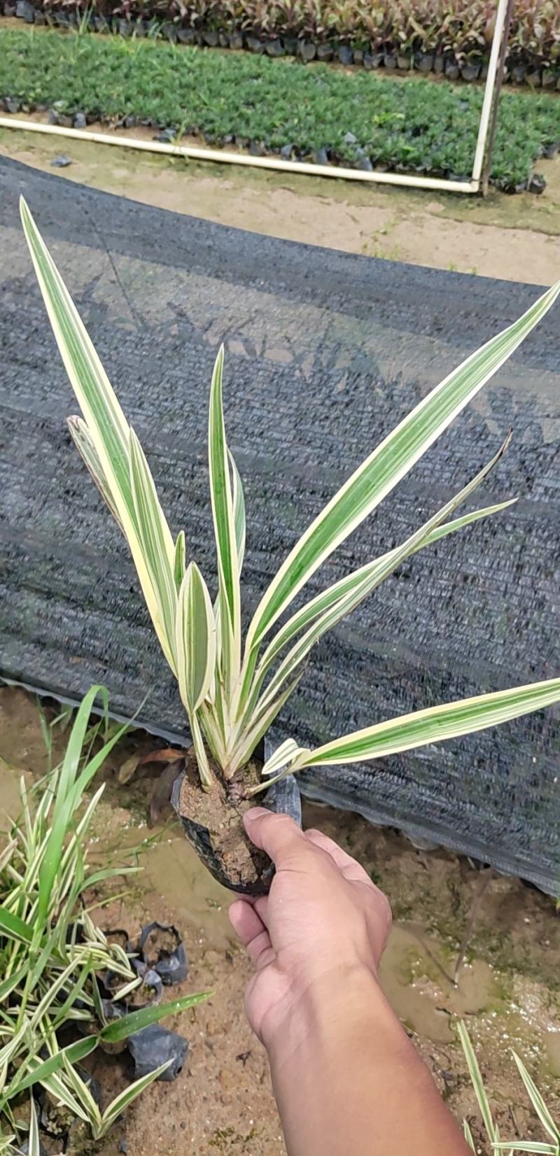 山菅兰