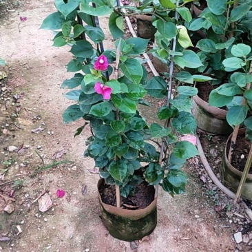 红花三角梅