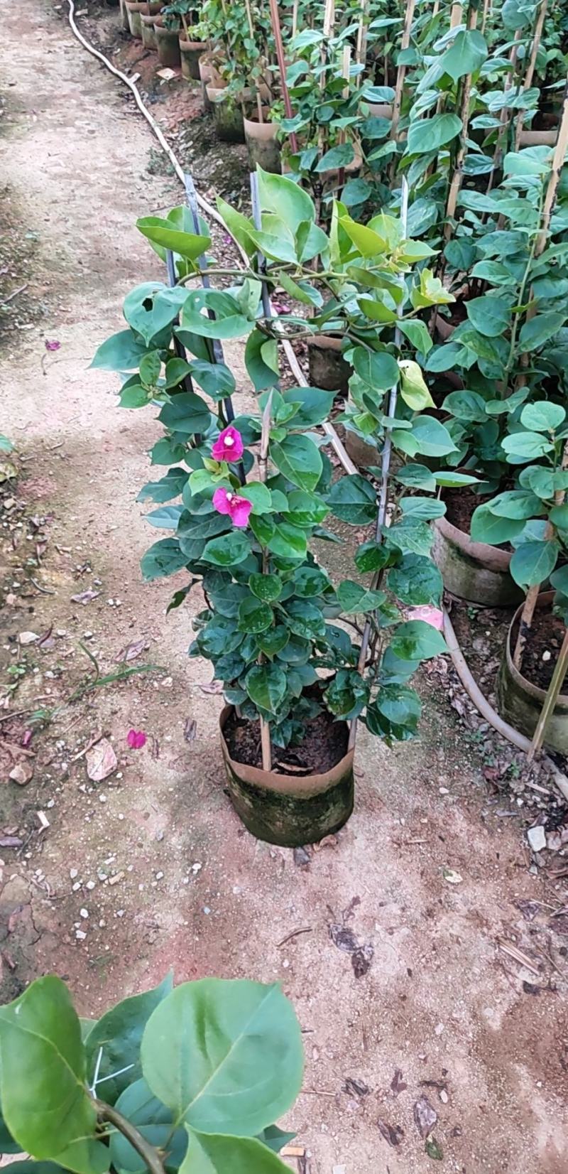 红花三角梅