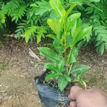 栀子花