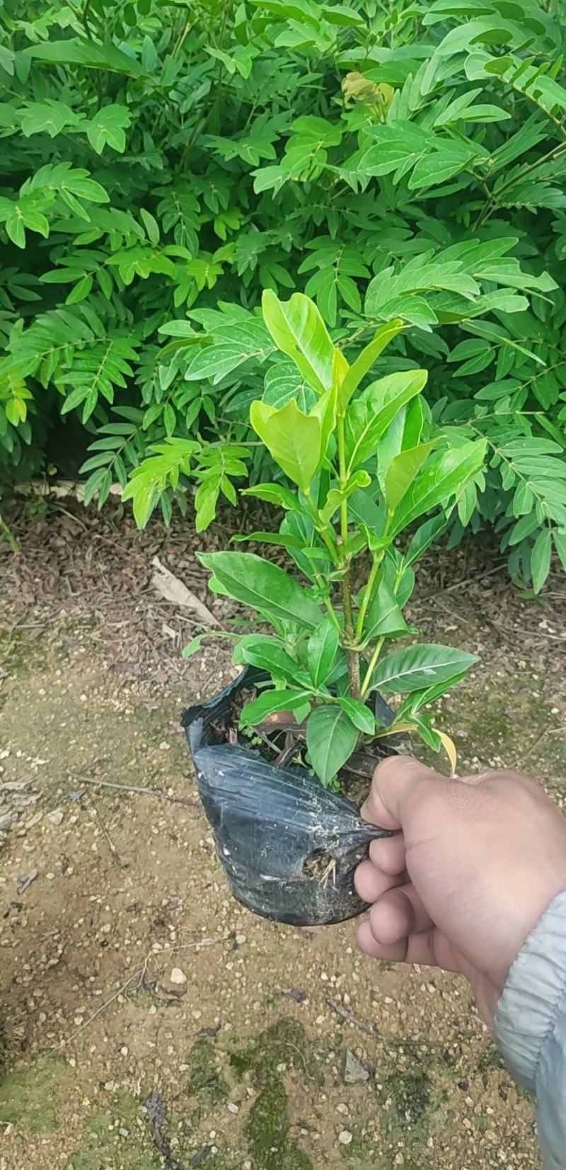 栀子花