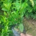 栀子花