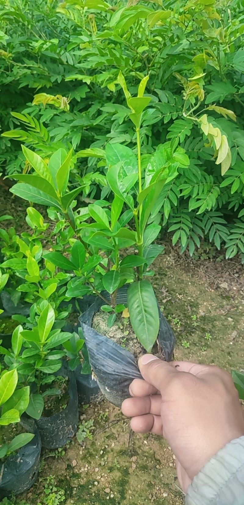栀子花