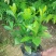 栀子花