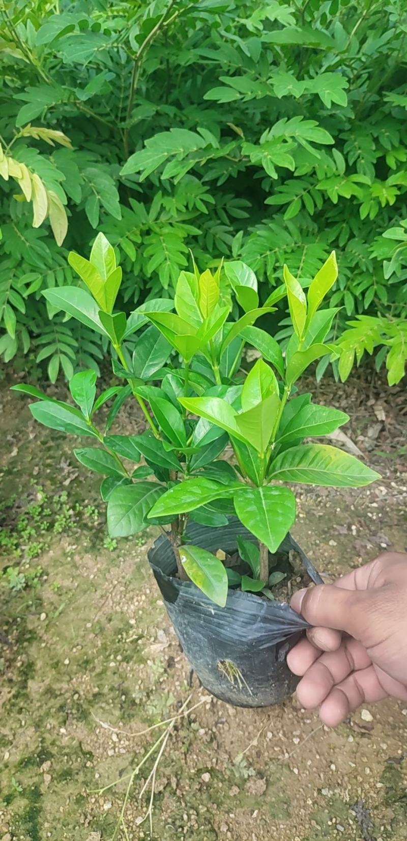 栀子花