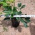 鸭脚木