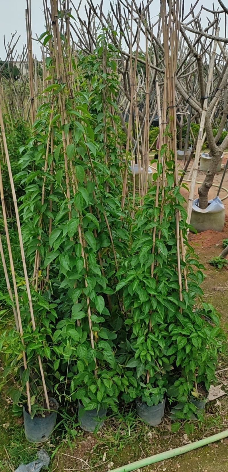 炮仗花
