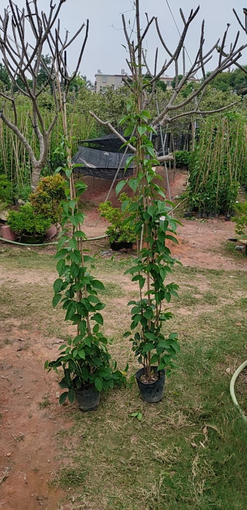 炮仗花