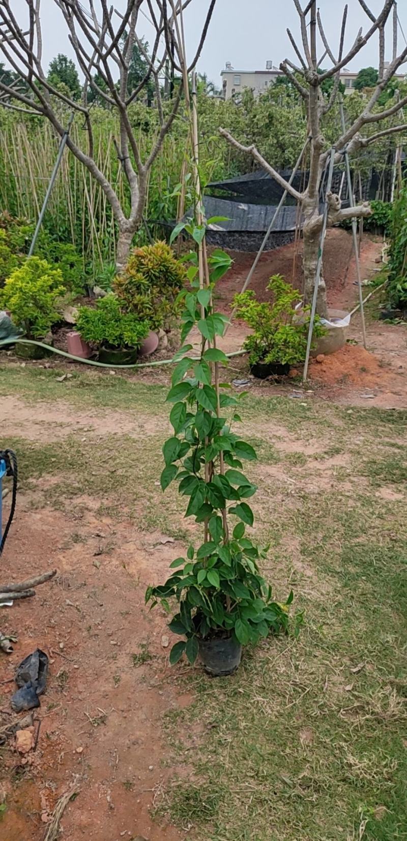 炮仗花