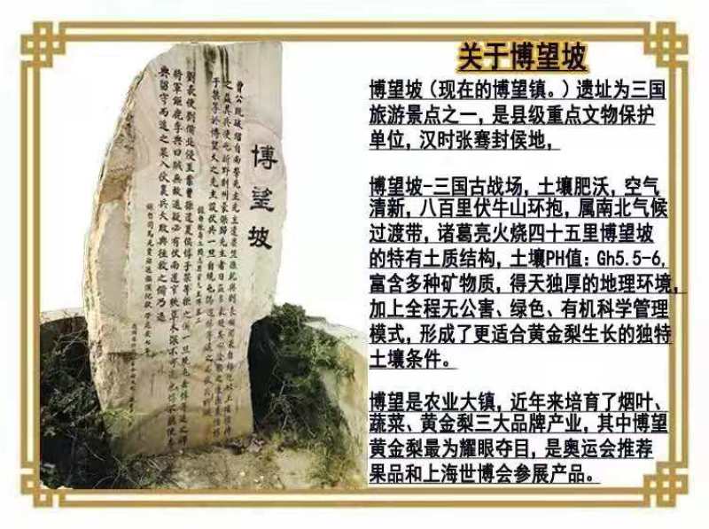 河南南阳方城博望坡黄金梨已陆续大量上市！