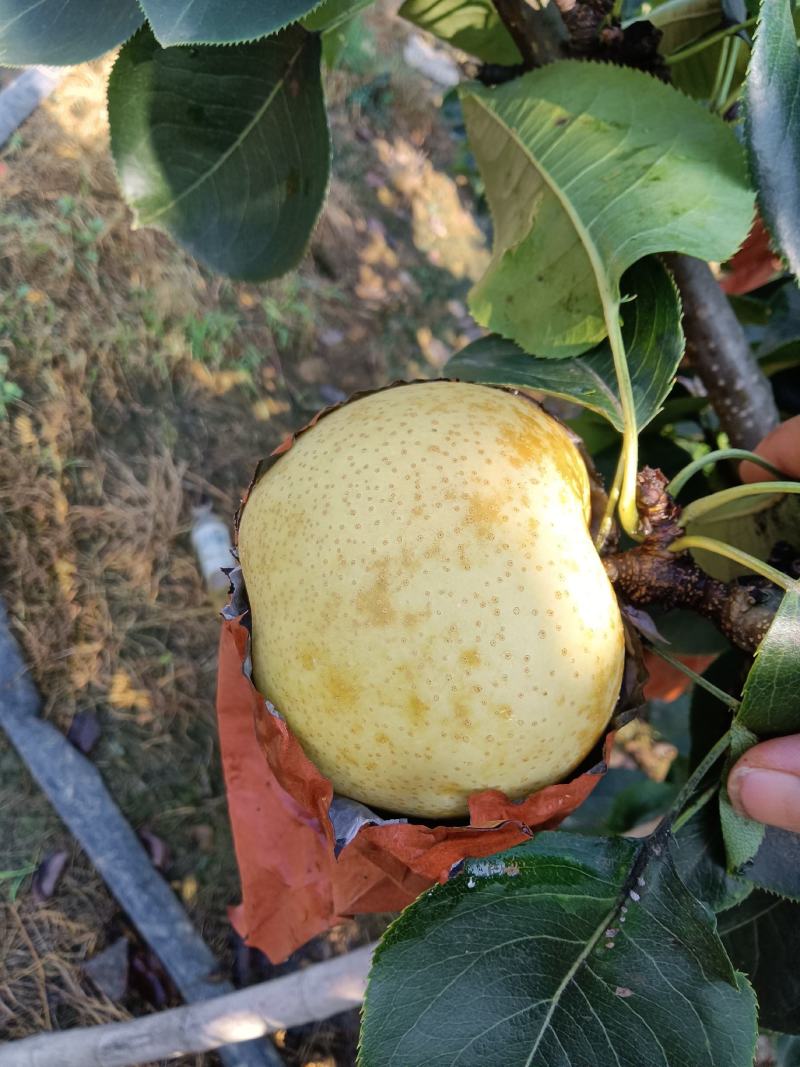 河南南阳方城博望坡黄金梨已陆续大量上市！