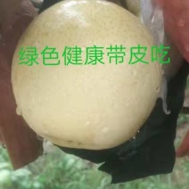 河南南阳方城博望坡黄金梨已陆续大量上市！