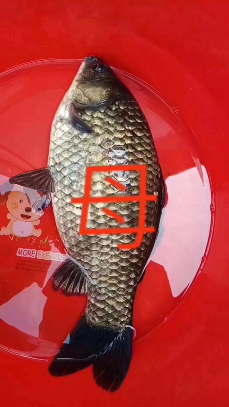 中科系列优质鲫鱼苗