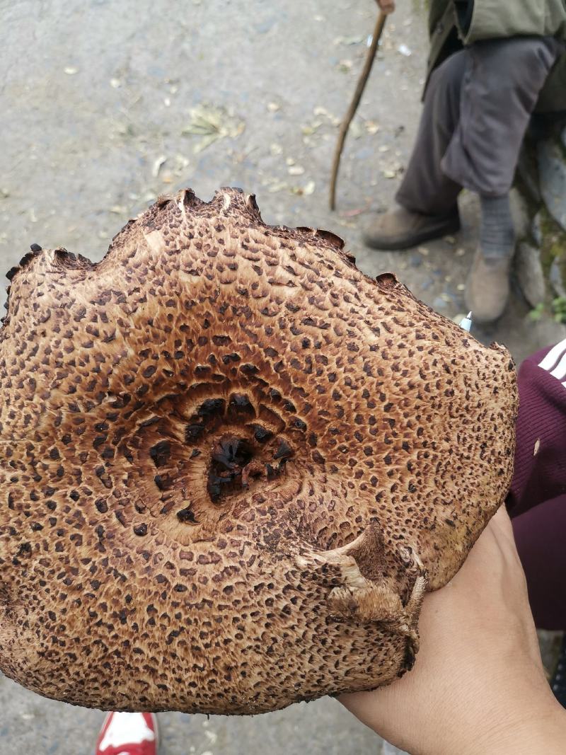 黑虎掌菌